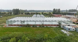 1800㎡ Multi-Span Glass Greenhouse Installation Completed On-Site