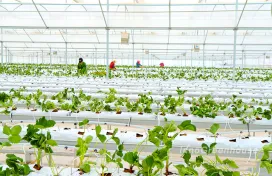Multi-Span Film Greenhouse - Strawberry Cultivation with Soilless Culture Racks