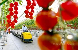 Multi-Span Glass Greenhouse - Industrial Tomato Production