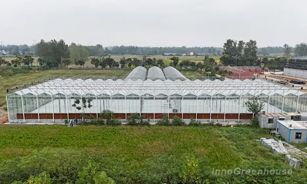 Multi-Span Glass Greenhouse