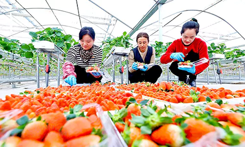 Innovative Production Greenhouse for vegetable and fruit