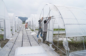 Greenhouse Installation